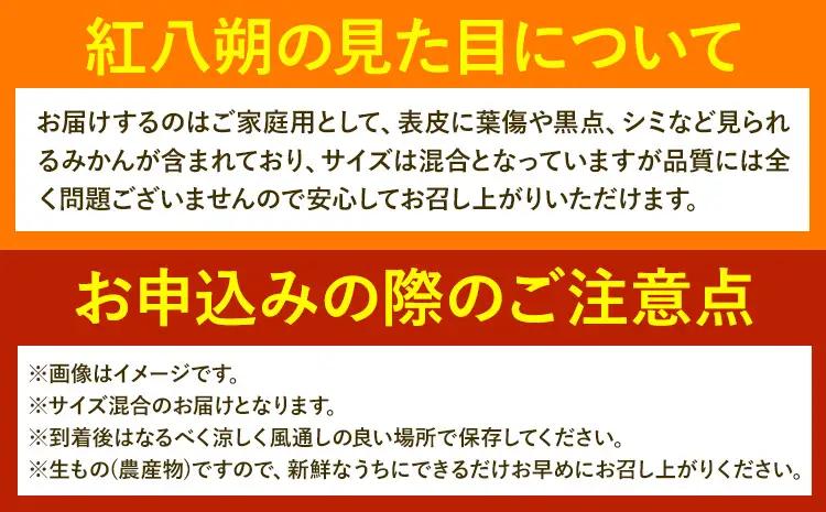 みかん 紅八朔 ご家庭用 10kg サイズ混合 八朔 