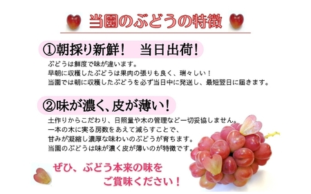 【訳あり】岡山県産 林ファミリーのシャインマスカット 約2kg（約3～5房） 【2025年先行予約】 / ご家庭用 岡山 真庭市 ぶどう 果物 フルーツ 【hfami022】