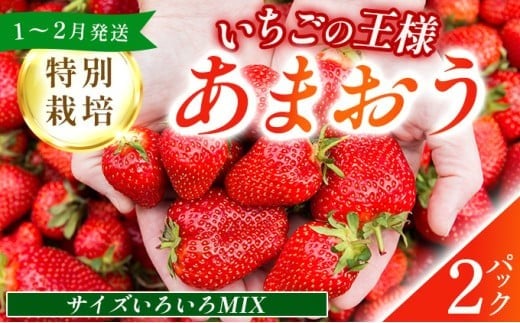 福岡県産 特別栽培 あまおう サイズいろいろMIX 約570g（約285g×2パック）【1～2月発送】　農園直送 アフター保証 先行予約 福岡産 送料無料 ケーキ ギフト お祝い 限定 季節限定 UN005