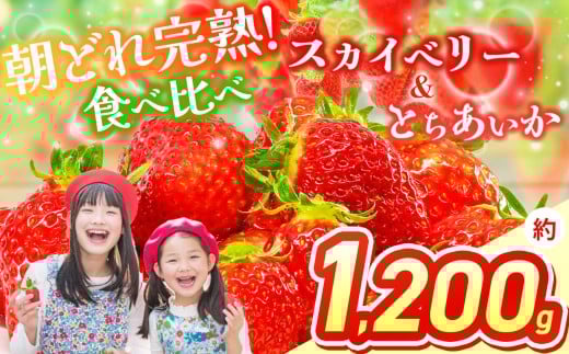 【先行予約】スカイベリー＆とちあいか 食べ比べ 約 300g×2×2箱  | 果物 くだもの フルーツ 野菜 やさい ヤサイ 苺 イチゴ いちご とちあいか スカイベリー 食べ比べ 新鮮 甘い 数量 限定 美味しい 果物 フルーツ デザート 栃木県 那珂川町 送料無料