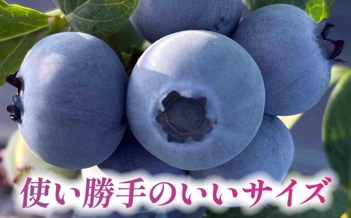 あいさいベリー ブルーベリー 冷凍果実 250g × 2パック 産地直送 腸活 美肌 愛西