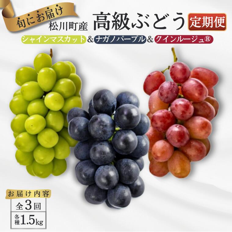 【ふるさと納税】＊2025先行予約＊ぶどうの定期便 約1.5キロ×3回（ナガノパープル／シャインマスカット／クイーンルージュ®） ／2025年9月上旬頃発送 長野県松川町産　贈答　ギフト　稀少　高級ぶどう TK15
