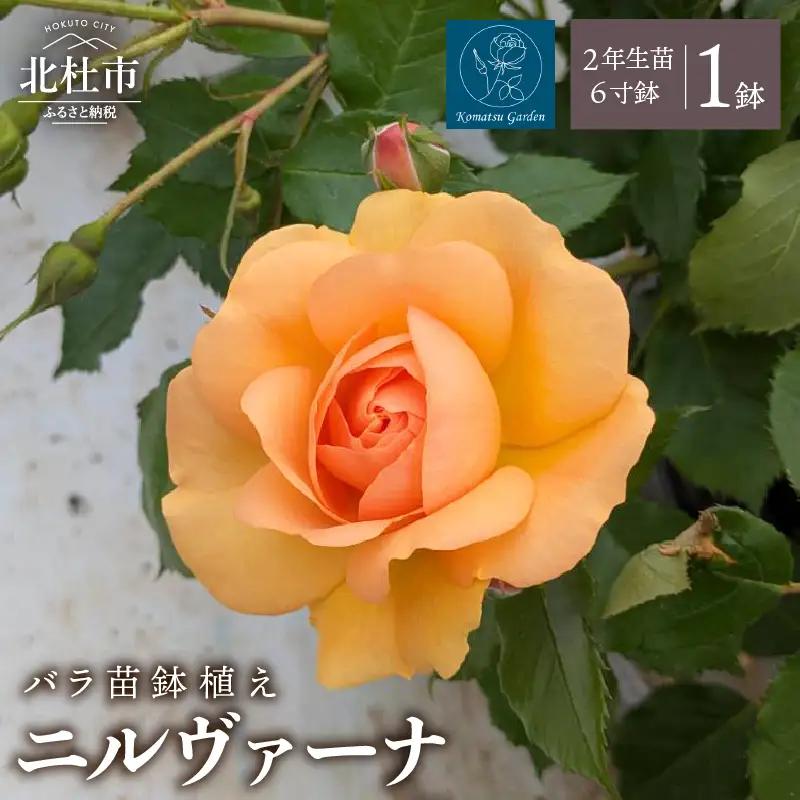 【2027年2月以降発送】バラ苗鉢植え「ニルヴァーナ」 [h190]