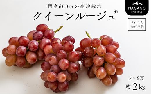 TK08-26A 【先行予約】 ぶどう クイーンルージュ® 約2kg ／ 2026年9月下旬～10月頃 配送予定 // 長野県 南信州 葡萄 ぶどう 新鮮 種なし 希少 甘い ルージュ クインルージュ