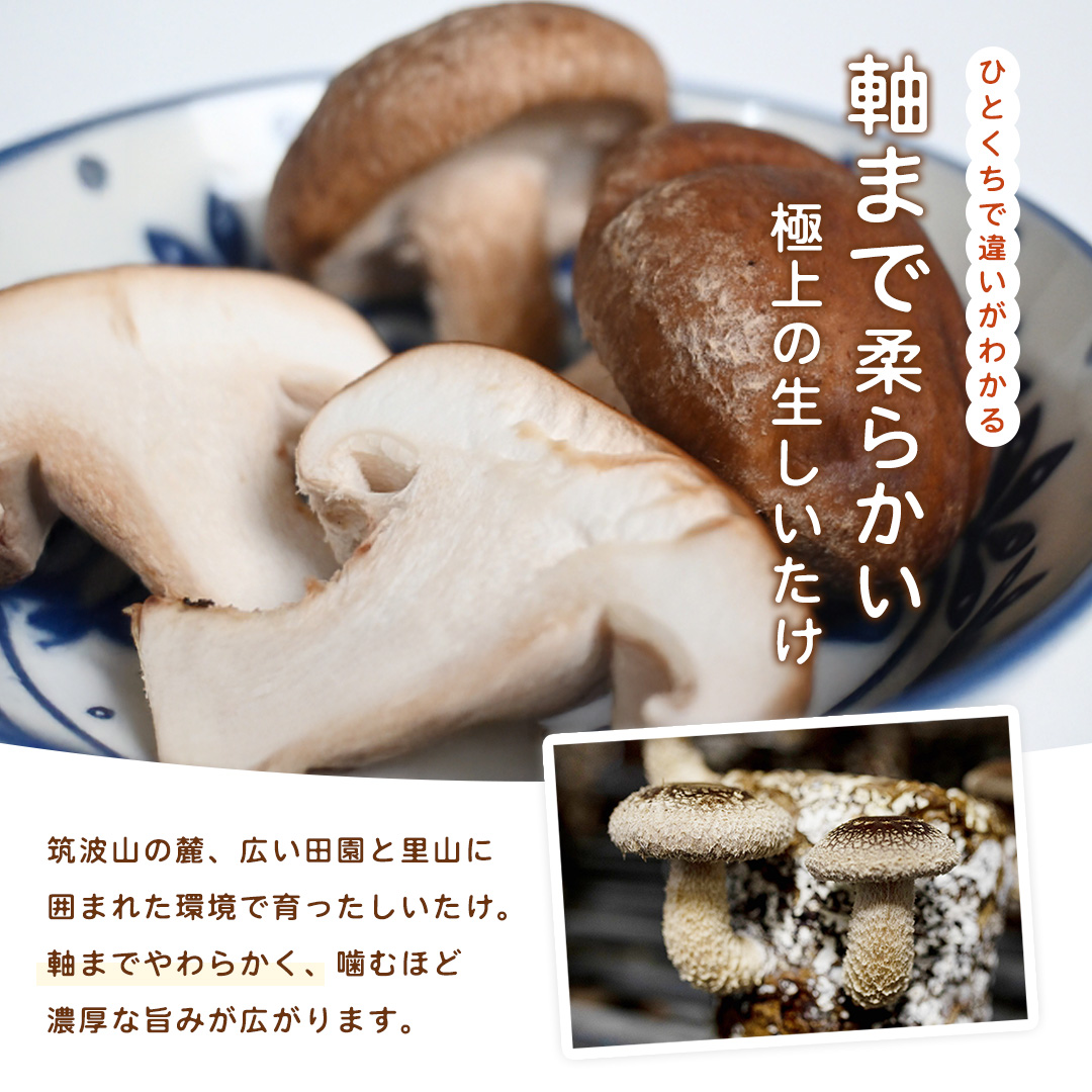 産地直送！軸まで美味しい『軸王しいたけ』サイズ混合 約5