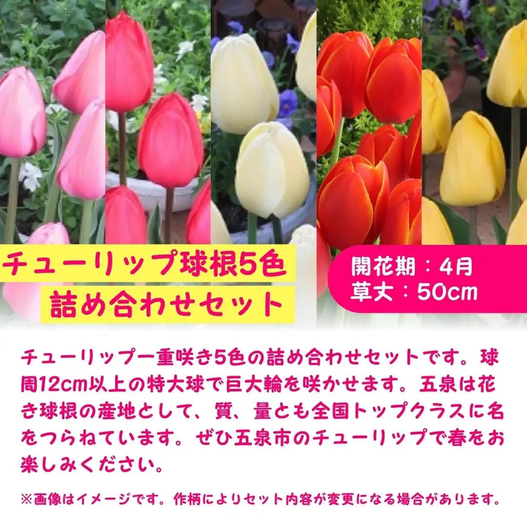 【期間限定】チューリップ球根（特大球）70球入 | 新潟県 球根 五泉市