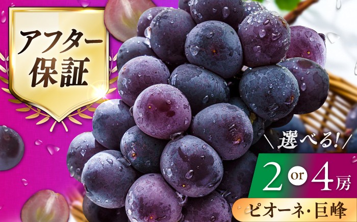 
                  【★先行予約★ 2026年7月中旬以降発送】ぶどう 約700g～約1.4kg ピオーネ / 巨峰 きょほう ぶどう ブドウ ぴおーね 葡萄 budou フルーツ ふるうつ 人気 完熟ぶどう デザート fruits クダモノ kudamono 果物 大粒 ぶどう 種なし くだもの パック 小分け 旬 ぶどう ピオーネ 広川町 / JAふくおか八女農産物直売所どろや [AFAB047]
                