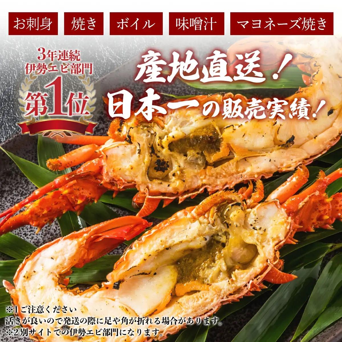 超BIG伊勢海老＜1匹＞【冷凍】 S201 【株式会社森海家】