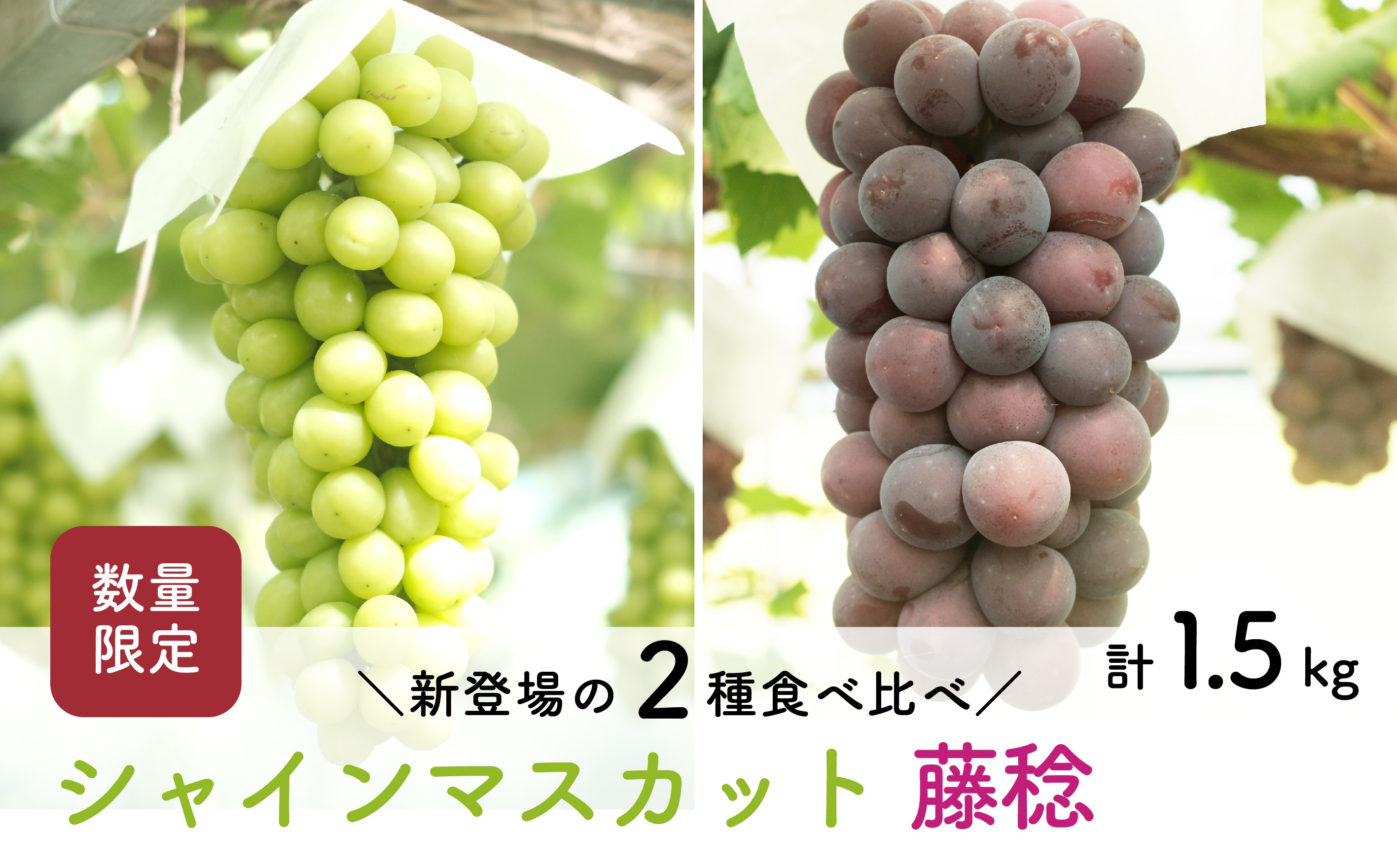 
                  【先行予約・2026年8月末】数量限定 食べ比べ！ シャインマスカットと藤稔 合計約1.5kg 産地直送 農家直送 甘い 大きい 種なし ぶどう 果物
                