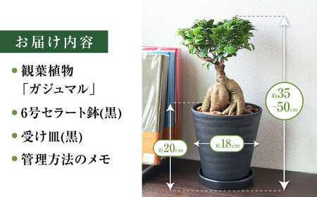 観葉植物 ガジュマル 多幸の木 6号 ブラックセラアート 鉢 / 観葉 植物 インテリア おしゃれ プレゼント / 大村市 /琴花園[ACYK015]