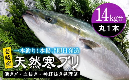 【14キロ台】壱岐島産天然寒ブリ（4～14キロ台・丸もの） 《壱岐市》【壱岐島　玄海屋】[JBS110] ぶり 寒ぶり ブリ 魚 刺身 しゃぶしゃぶ のし プレゼント ギフト