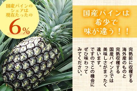 石垣島産 ハワイ種パイン 2～3玉セット 約3㎏【 産地直送 石垣島産 石垣 完熟 パイン パイナップル 】TD-6