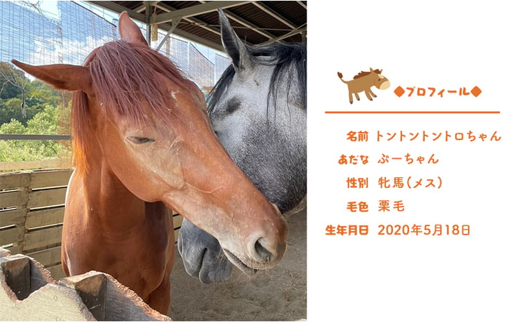 馬 の ふれあい体験 ペア チケット 1枚(2名様分) 体験 うま ケイメイ牧