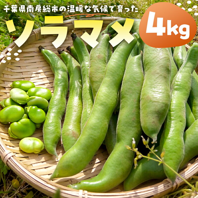 【ふるさと納税】ソラマメ4kg 千葉県 南房総市 特産 新鮮 野菜 お取り寄せ 栄養 ミネラル ビタミン 植物性タンパク質 塩茹で 焼き パスタ 柔らか 甘み 食味 送料無料