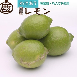 ＜9月より発送＞家庭用 黒潮レモン2kg+60g（傷み補償分）【和歌山有田産】【防腐剤・WAX不使用、安心の国産レモン】【わけあり・訳ありレモン】※北海道・沖縄・離島への配送不可※2024年9月上旬～