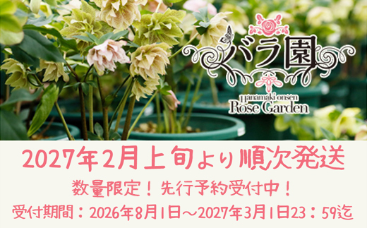 【2本セット】花巻温泉バラ園で育った「クリスマスローズ」苗<2027年2月上旬より順次発送> 【2167】