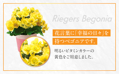 《母の日までにお届け》リーガスベゴニア イエロー ベゴニア 花 花 鉢植え 鉢 鉢花 花 観葉植物 植物 5号鉢 人気 おしゃれ かわいい 母の日 プレゼント 贈り物 贈答 ギフト 冬 フラワーギフト
