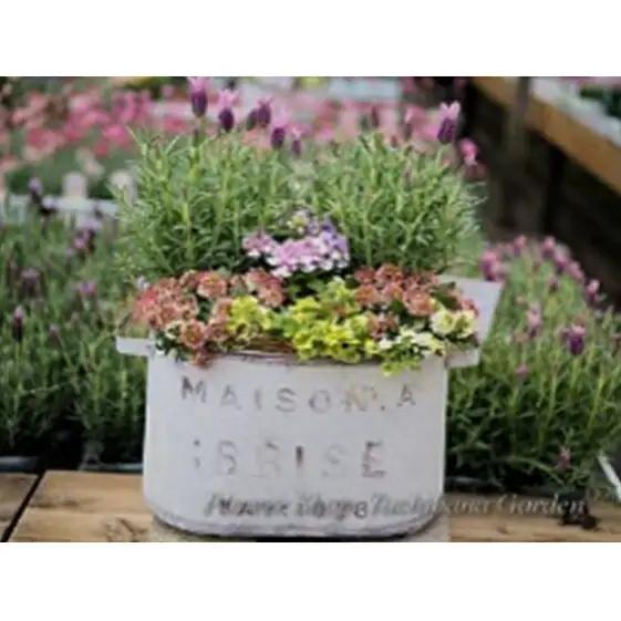季節のおまかせ寄せ植え【3月〜12月出荷予定】 |    