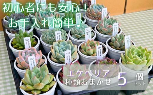 エケベリア おまかせ 5個 セット 【多肉屋GPK】／ インテリア インテリア植物 おしゃれインテリア オシャレ おしゃれ 多肉 多肉植物 観葉植物 植物 おまかせセット 人気 高評価 贈答 贈り物 趣味 ギフト プレゼント ナチュラル 自然 かわいい ミニサイズ 玄関 室内 飾れる ５個 オススメ おすすめ