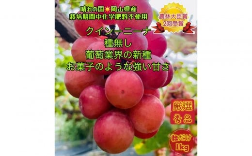ぶどう 2026年 クイーンニーナ 厳選 秀品 粒だけ 約1kg  家庭用 ギフト 贈答用 贈り物 岡山 果物 フルーツ  採りたて発送 農家直送 数量限定 新鮮 8月上旬から発送