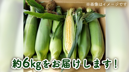【 先行予約 6月下旬 以降発送】【 令和6年産 】【 訳あり 】 朝採り とうもろこし （ ゴールドラッシュ ） 約 6kg トウモロコシ 野菜 産地直送 期間限定 [AX021ya]