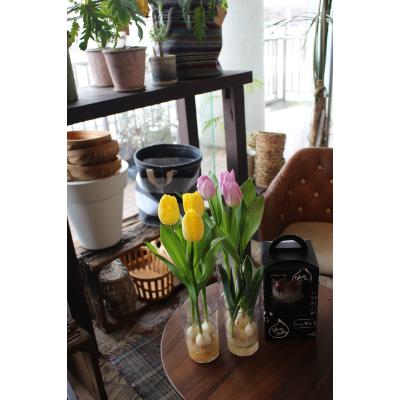 ふるさと納税 砺波市 【1月発送】冬咲きチューリップ水耕栽培キット(チューリップ水耕栽培キット)