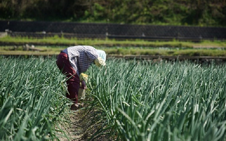 淡路島産たまねぎを使った乾燥たまねぎ 3袋セット / たまねぎ