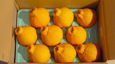 【先行予約】 不知火 ハウス栽培 元祖不知火 約3kg 【2026年3月上旬-2026年4月下旬発送予定】