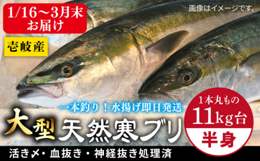 【1/16～3月末お届け】天然 寒ブリ（一本丸ものサイズ11キロ台 半身ブロック）《壱岐市》【壱岐島 玄海屋】 [JBS101] 93000 93000円