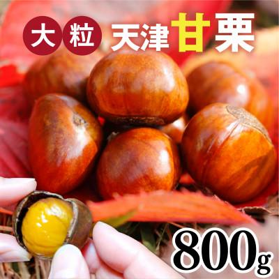 ふるさと納税 兵庫県 【先行予約】 天津甘栗 800g 【2025年10月下旬より順次発送予定】