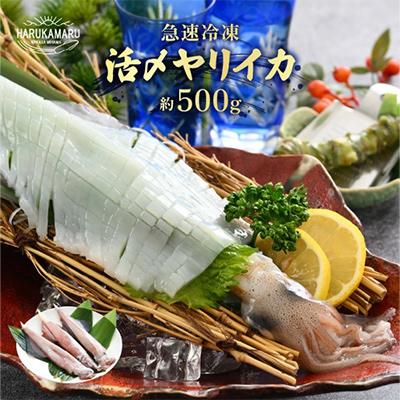 ふるさと納税 美浜町 【活きたイカをご提供しているはるか丸が活〆!鮮度抜群】急速冷凍したお刺身で食べるヤリイカ 約500g