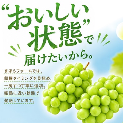 【2026年度発送分】早起き農家の直送便　上出来シャインマスカット1房【配送不可地域：離島・北海道・沖縄県】