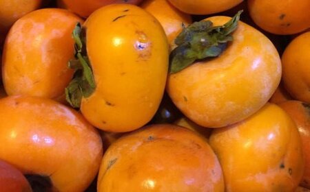 【秋の味覚】和歌山産たねなし柿ご家庭用約7.5kg【2026年9月中旬～2026年11月上旬頃に順次発送いたします。】【TM11】【tec410A】