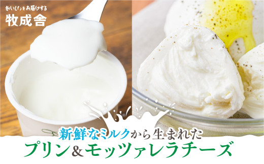 牛乳屋さんのつくるミルクの自然なおいしさを詰め込んだ ミルクプリン12個＆モッツァレラチーズ3個  冷蔵発送 冷凍発送 乳製品 バラエティセット  牧成舎