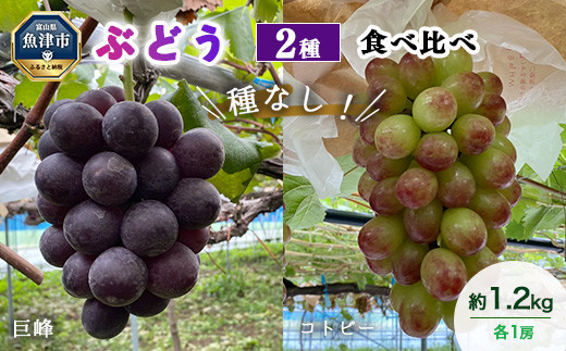 
            【早期予約】桃山ぶどう園の2種食べ比べ（巨峰・コトピー）約1.2kg｜フルーツ 果物 ブドウ　※北海道・沖縄・離島への配送不可　※2024年9月中旬頃より順次発送予定
          