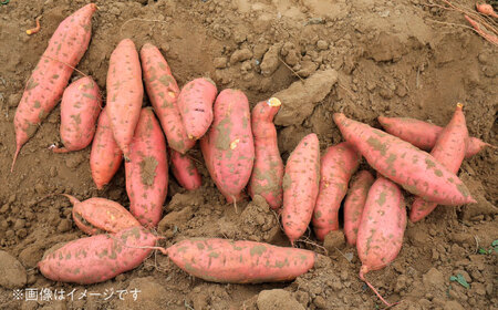 【訳あり】 紅はるか 家庭向け さつまいも 約12kg 1箱 常温 【2024年10月下旬発送開始 予約受付】
