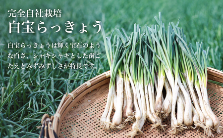 鹿児島県産】白宝らっきょう佃煮 8個 佃煮 つくだ煮 セット 珍味 惣菜 らっきょう 鹿児島 エスランドル 南さつま市