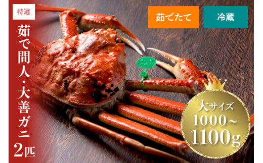 【蟹の匠 魚政】京丹後市産 未冷凍 茹で間人ガニ大善ガニ 特撰 大サイズ（1000～1100g） 2匹セット（1月～3月発送）　UO01402