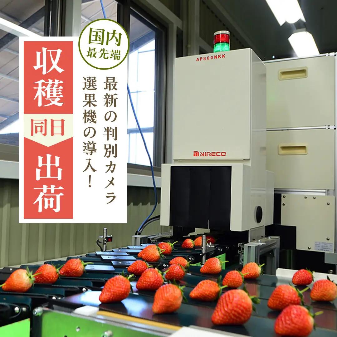 《 2027年 収穫分 》 完熟 やよいひめ 260g×2パック 国産 いちご イチゴ 苺 くだもの 果物 フルーツ 冬 春 旬 [BC026sa]