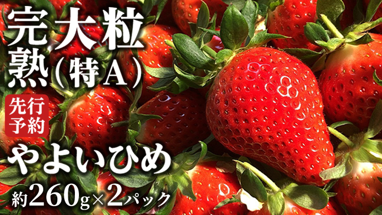 【 2026年1月上旬発送開始 】 完熟 やよいひめ 260g×2P 国産 いちご イチゴ 苺 [BC026sa]
