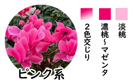 【色で選べる】花巻温泉バラ園で育てたシクラメン＜2026年11月より順次発送＞ピンク系【2279-2】