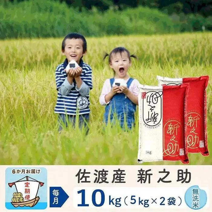 【令和8年産新米 6ヶ月】佐渡島産 新之助 無洗米 10kg