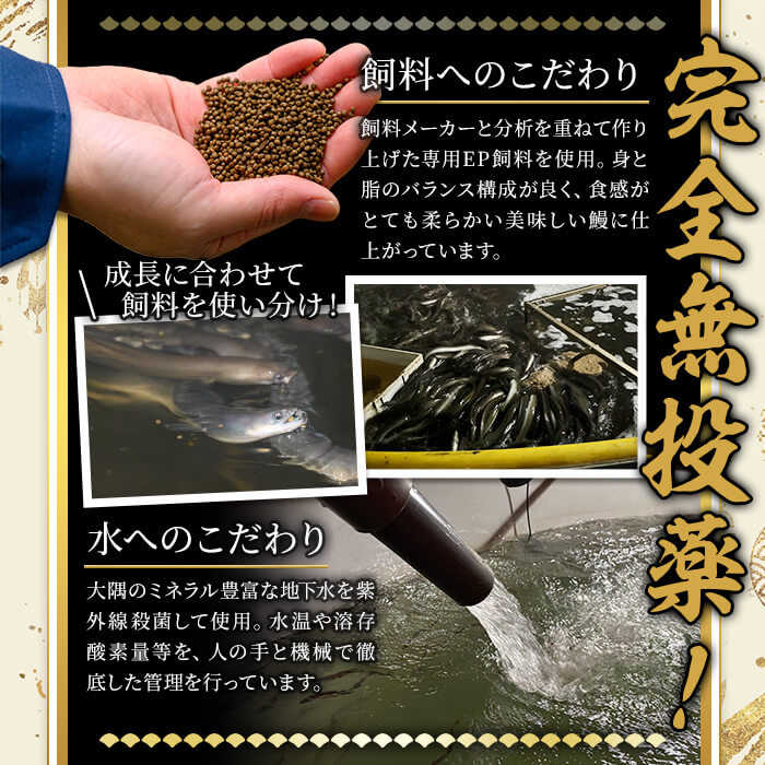 ＜尾数が選べる！＞無投薬！鹿児島県産うなぎ蒲焼セット＜特大＞(計480g・ 約160g×3尾) タレ・山椒付【西日本養鰻】A506-v01 【3尾】計480g