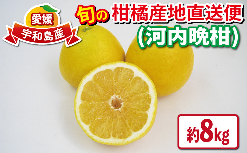 
            愛媛みかん 河内晩柑 8kg 先行予約 えひめ南農業協同組合直販センター JA 晩柑 かわちばんかん 和製 グレープフルーツ 蜜柑 みかん mikan 果物 くだもの フルーツ 柑橘 愛媛蜜柑 農家直送 産地直送 数量限定 国産 愛媛 宇和島 B020-009008
          