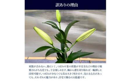 訳あり オリエンタルユリの詰め合わせ 1束(1束4～6本 15輪以上) 花 はな 花束 生花 ゆり 百合 蕾 つぼみ 鑑賞 鑑賞用 白百合 白ゆり 白ユリ 詰め合わせ 国産 家庭用 ご自宅用