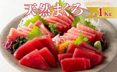 【至福のひと時】天然目鉢まぐろ 1kg（大トロ200g、中トロ400g、赤身400g） M020-026-01 