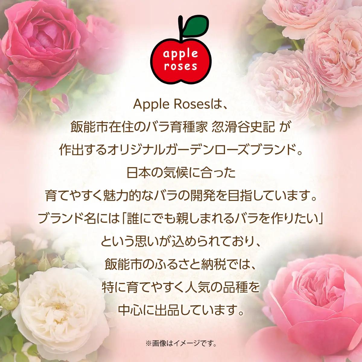 【Apple Roses】バラ苗『ストロベリー・スウィング』新苗育成苗6号ポット植え HNNH021