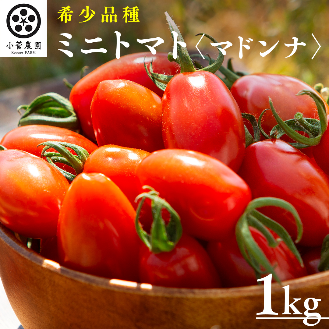 ミニトマト（マドンナ）約1kg 【1月下旬発送開始】 ミニト