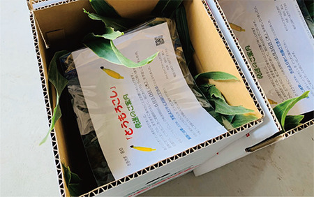 2026年5月中旬～発送 厳選とうもろこし 指宿産ホワイトコーン10本 わくわくファームたがわ A-226 とうもろこし とうもろこし