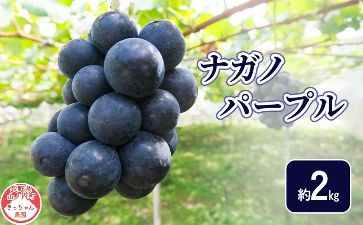 【2026年9月～発送】ナガノパープル約2kg フルーツ 長野県